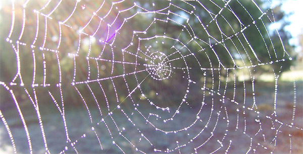 empty spider webs are believed to predict wet weather