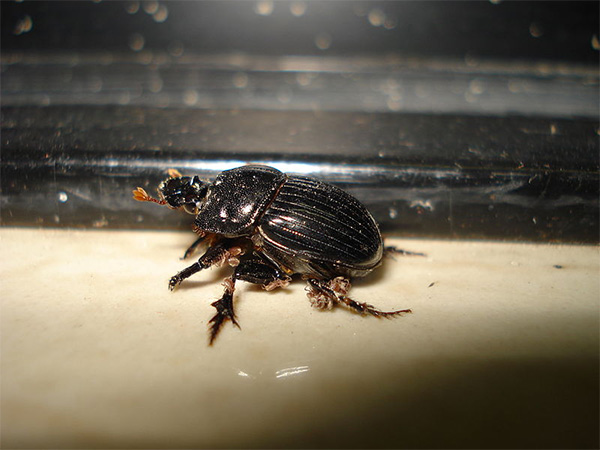 small dung beetle