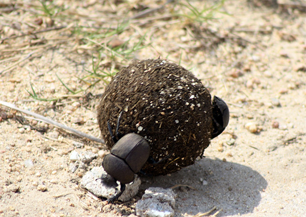 dung beetles symbolize hard work