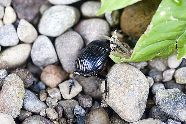 dung beetle retreating into the earth
