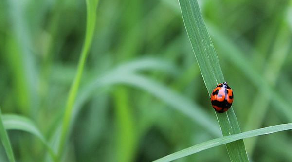 red and black ladybugs can symbolize prosperity and good fortune