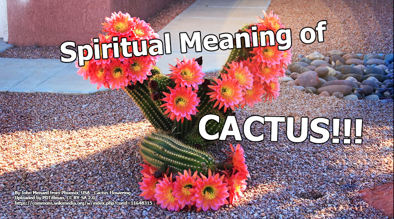 Spiritual Meaning of Cactus - Symbols and Synchronicity