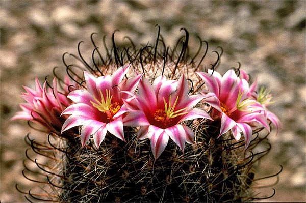 what is the meaning of a beautiful cactus