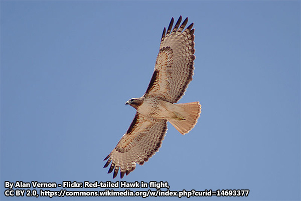 red tailed hawks are a symbol of good sight