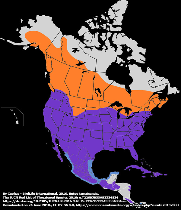 the red-tailed hawk's distribution is a symbol of abundance