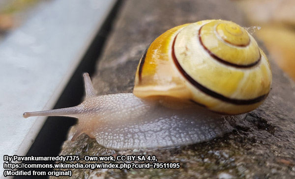 yellow snails carry significant spiritual meaning