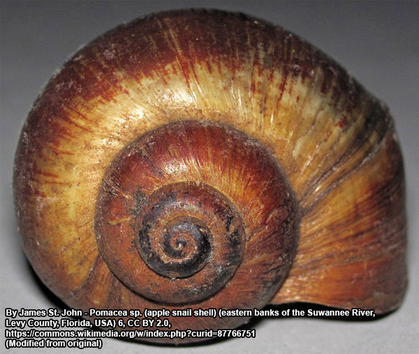this florida apple snail shows the fibinacci sequence in the formation of its shell 