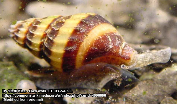 the aquatic assassin snail eats other snails