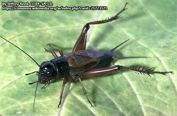 southeastern field cricket is black