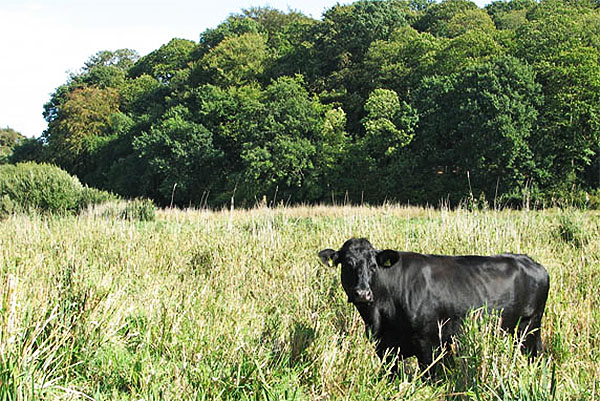 black cow in a field - what does it symbolize