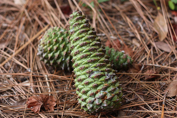 closed pinecones symbolizing the protection and nurturing they offer their seeds