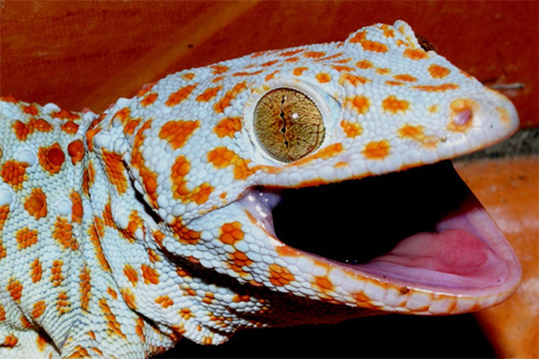 geckos spiritual meaning