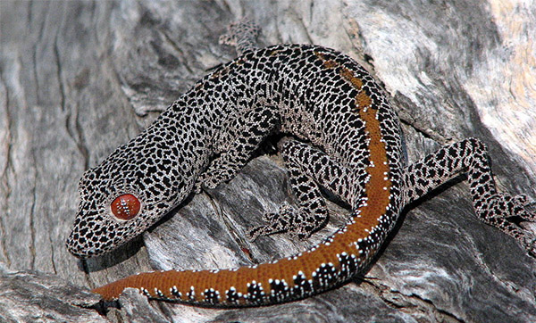geckos black and white