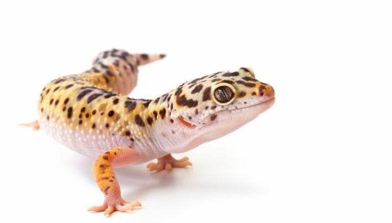 Gecko Spiritual Meaning Symbols And Synchronicity
