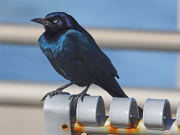 grackles are bold and come close to us - are they sending a message