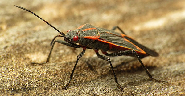 boxelder bugs have orange stripes along their wings