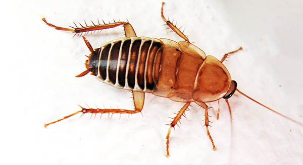 zebra cockroach