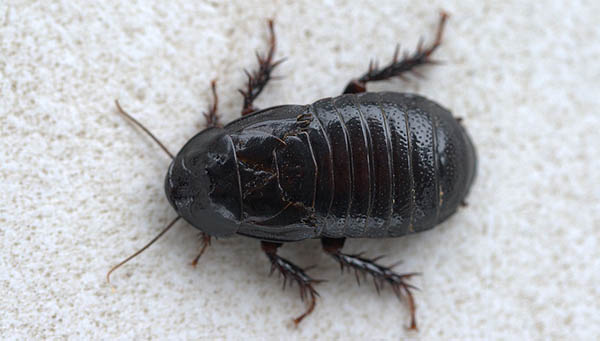 there are lots of different species of cockroaches