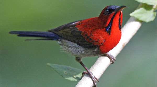 crimson sunbird spiritual meaning