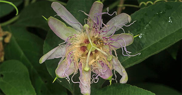 spiritual meaning of the passion flower
