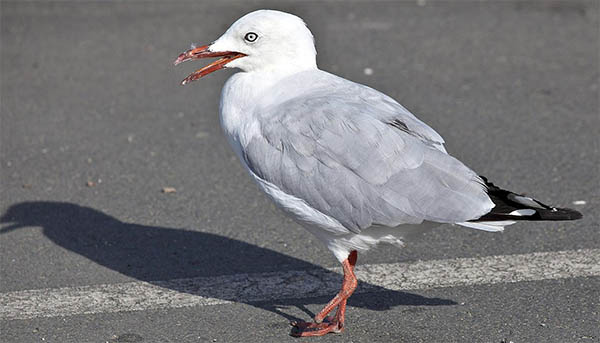dead seagull spiritual meaning