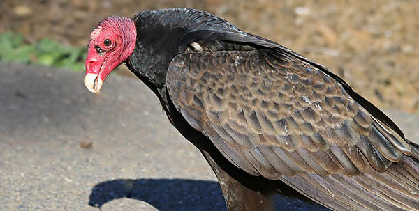 vultures are naturally associated with death