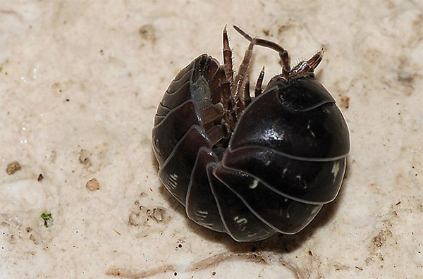 woodlouse woodlice rolled into a ball