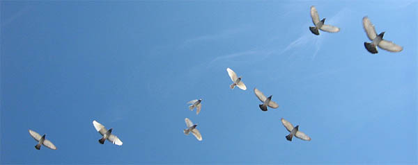 birds flying symbolizes freedom
