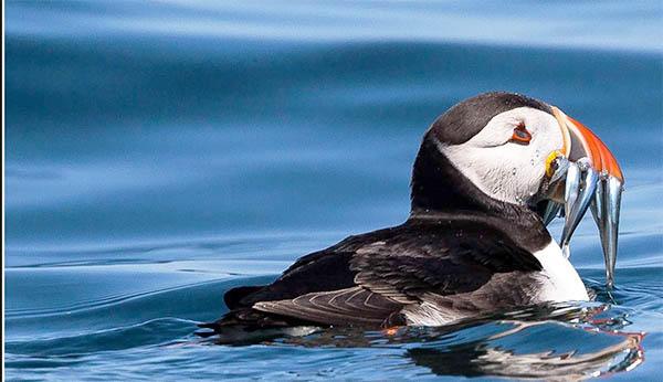spiritual meaning of a puffin