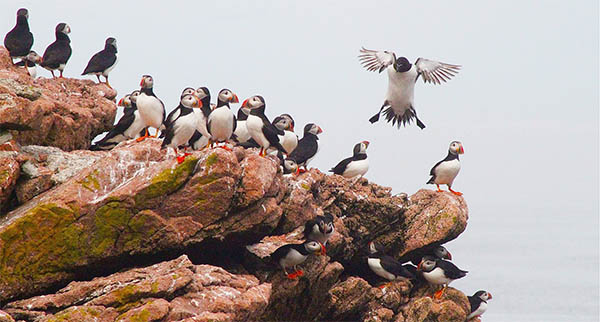 puffins symbolize playing to your strengths because of their remote choice of breeding location