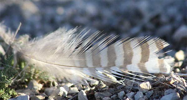 gray feathers spiritual meaning