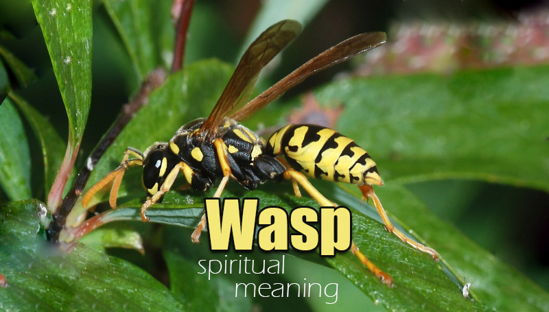 Wasp Spiritual Meaning - Symbols and Synchronicity