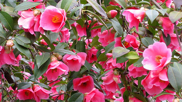 rose of winter name being camellia 