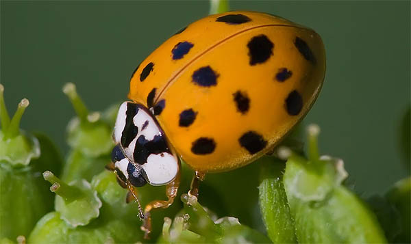 orange ladybug spiritual meaning