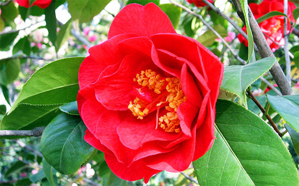 red camellia symbolism meaning love passion