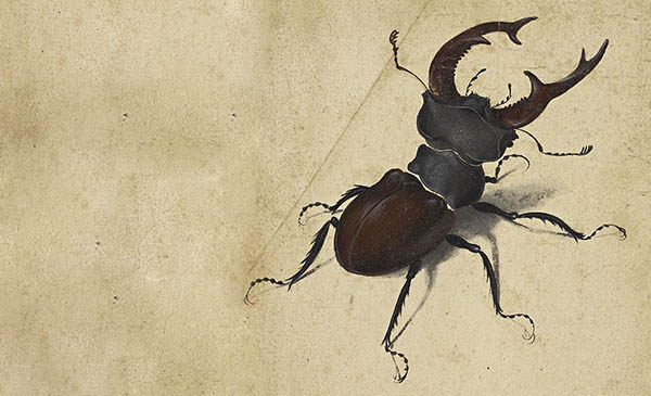 stag beetle spiritual metaphysical meaning