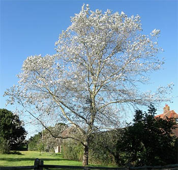 white poplar