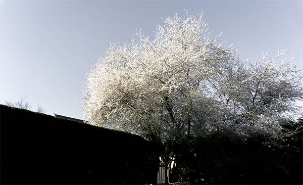 white trees spiritual meaning