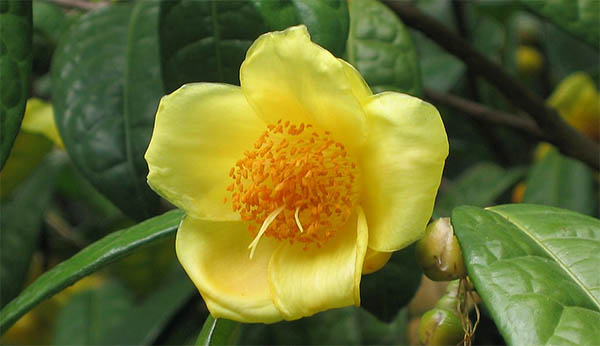 yellow camellia spiritual meaning 