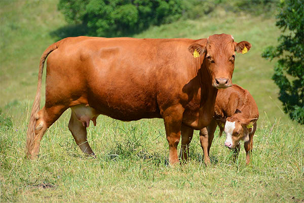 brown cows spiritual meaning