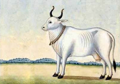 cows in hindu society 