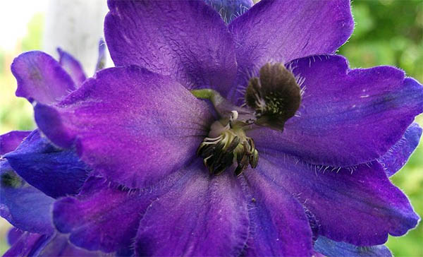 purple delphinium 