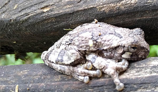 frog on a log