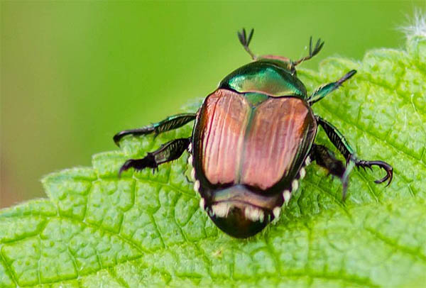 japanese beetles spiritual meaning