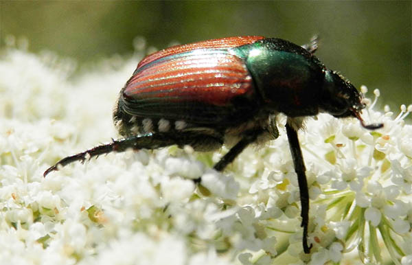 japanese beetle on a flower