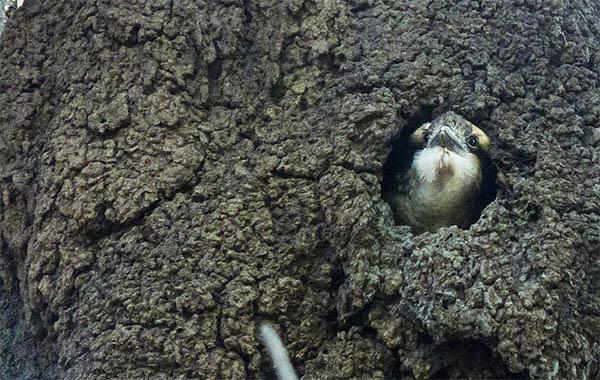 kookaburra nest 