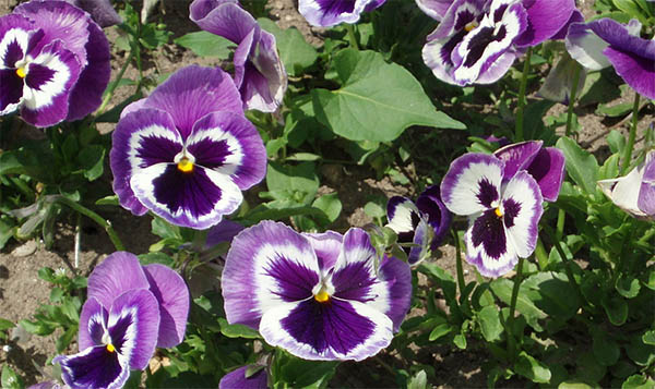 symbolic meaning of pansy face