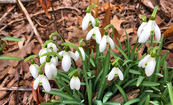 spiritual meaning snowdrops 