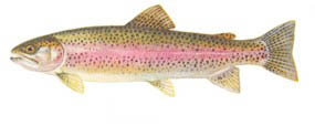trout pink symbolizes love