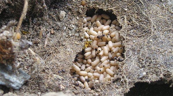 nid de fourmi oeufs signification spirituelle